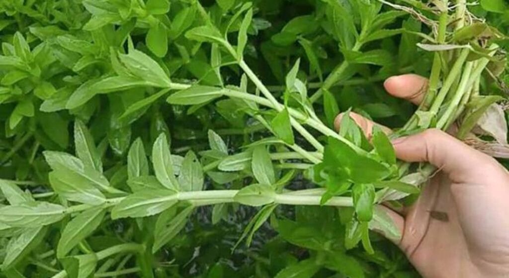 cây rau ngổ 