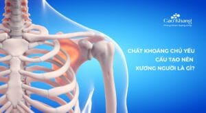 chất khoáng chủ yếu cấu tạo nên xương người là