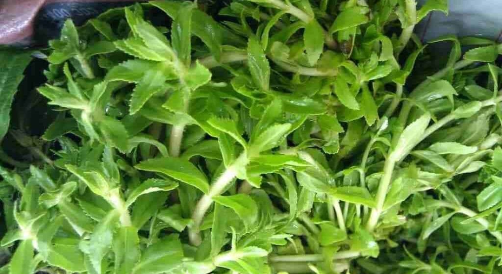 hình ảnh rau ngổ