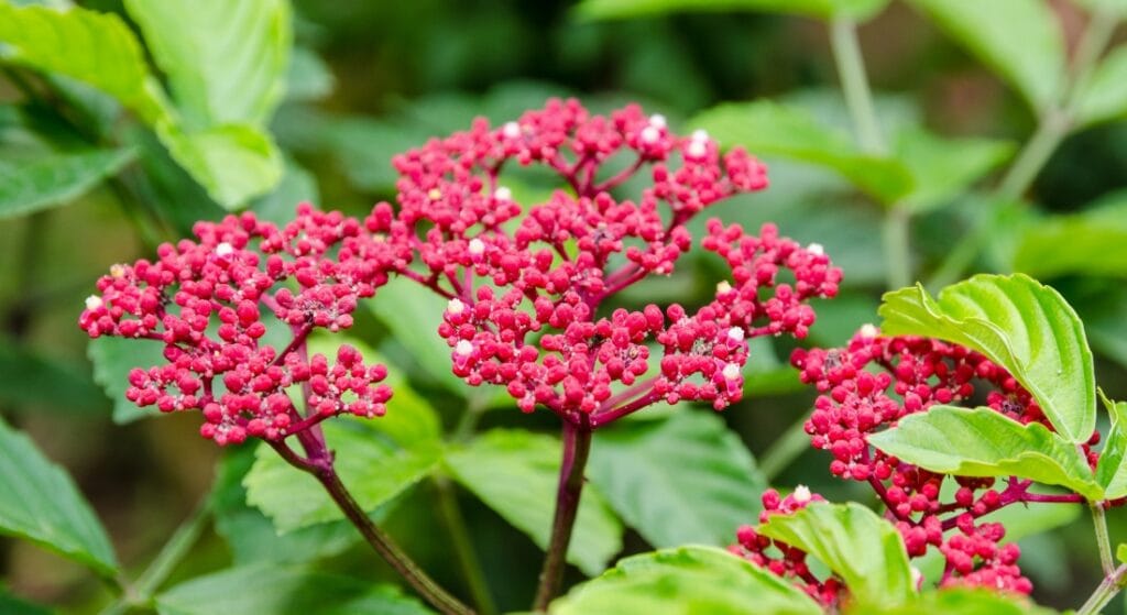 hoa quả cây gối hạc