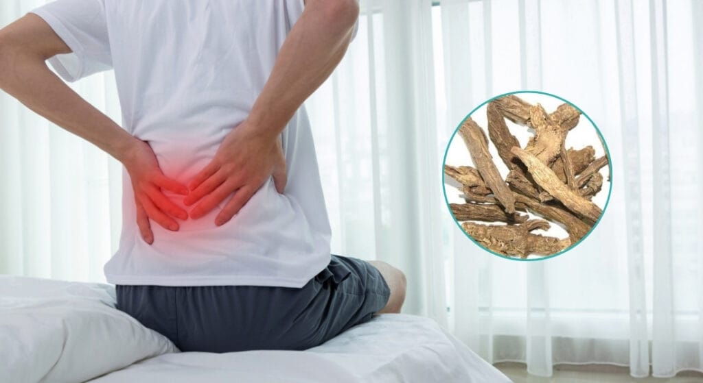 tục đoạn chữa đau lưng