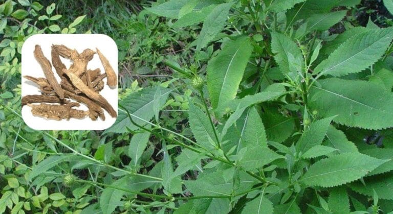 tục đoạn có tác dụng gì