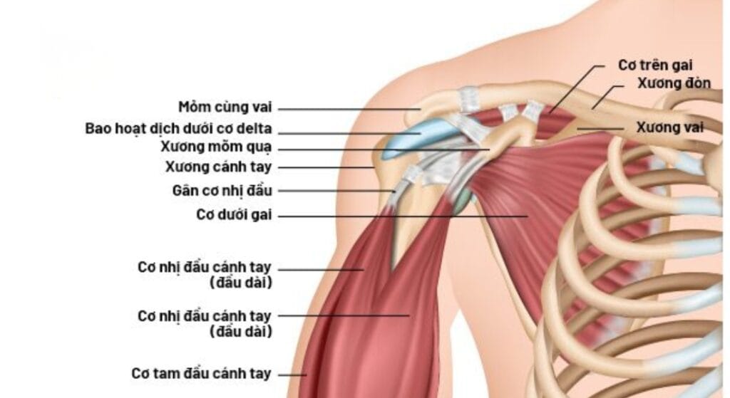 vị trí gân cơ trên gai