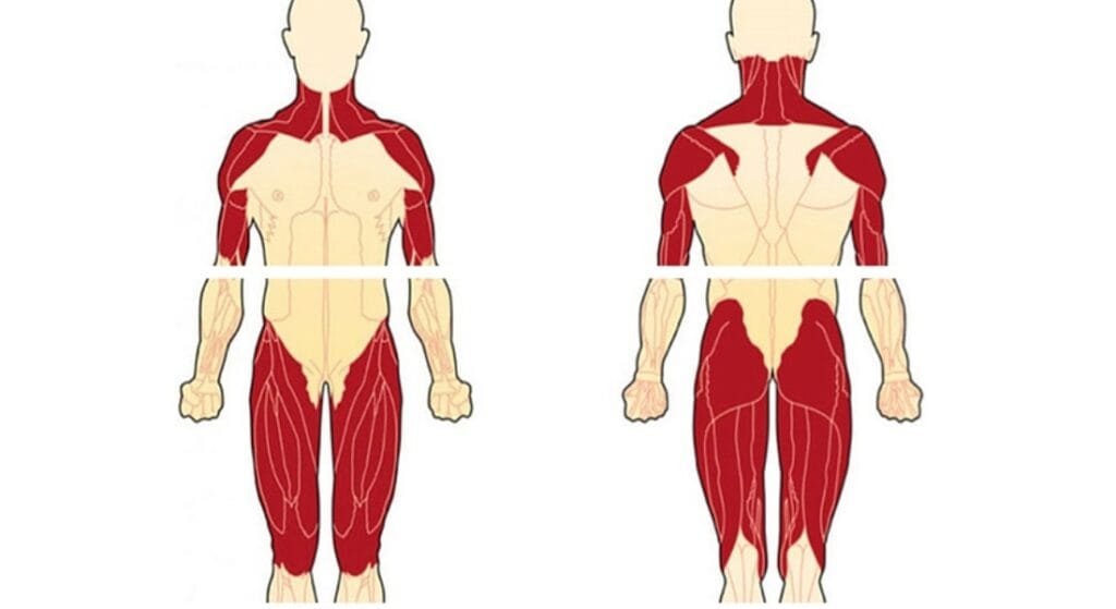 viêm đa cơ tự miễn là gì