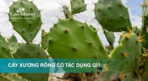 Cây xương rồng có tác dụng gì