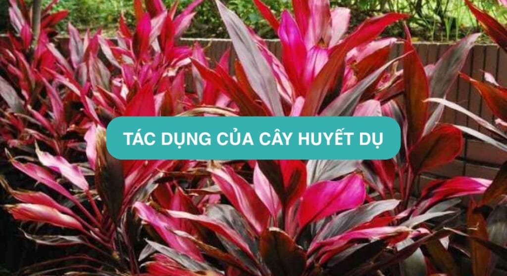 cây huyết dụ có tác dụng gì