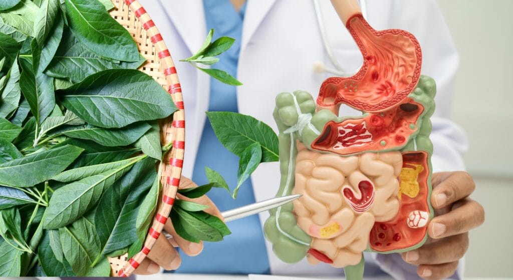 cây lá đắng cải thiện hệ tiêu hoá