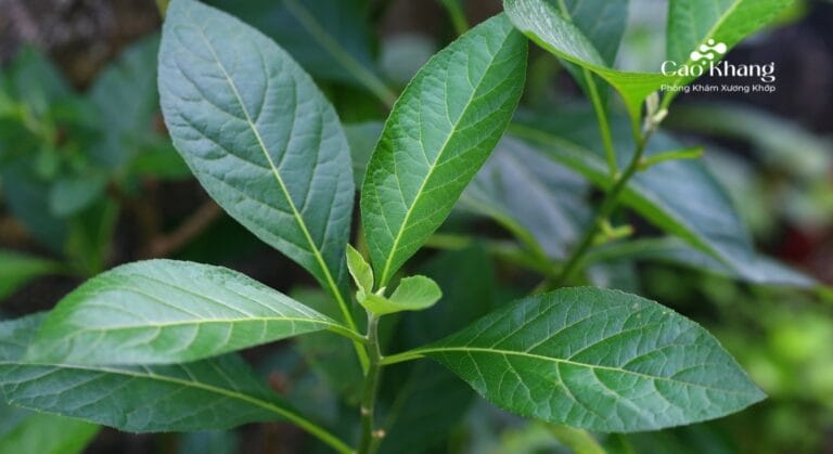 cây lá đắng có tác dụng gì