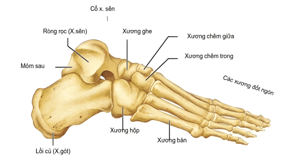 giải phẫu xương lòng bàn chân
