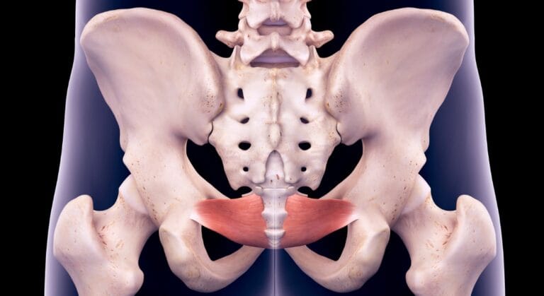 giải phẫu xương chậu