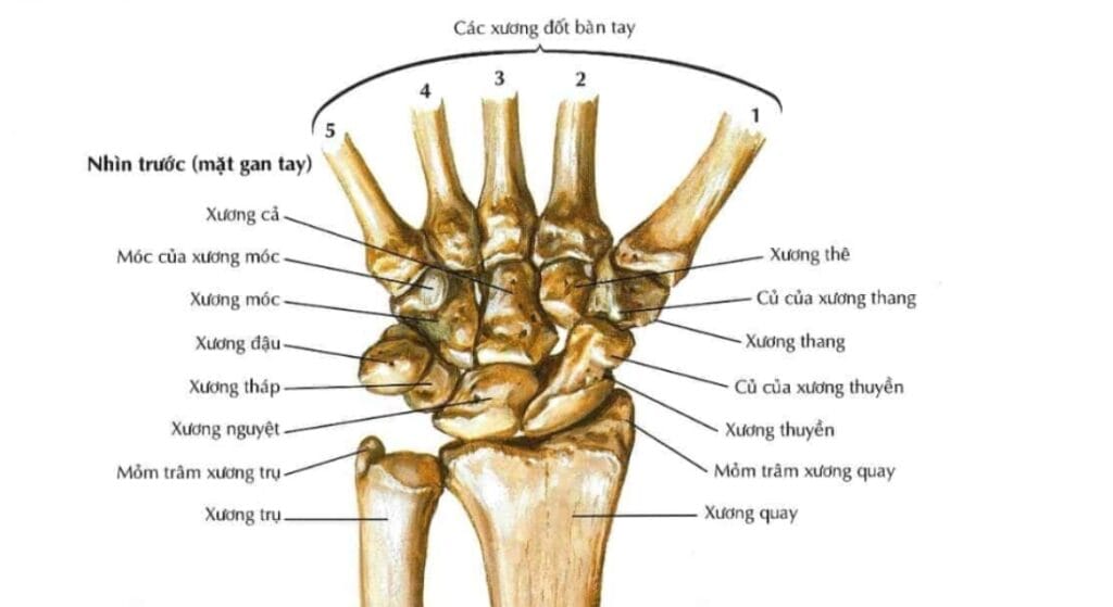 giải phẫu xương cổ tay