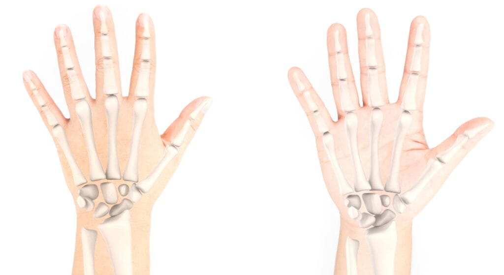 giải phẫu xương ngón tay