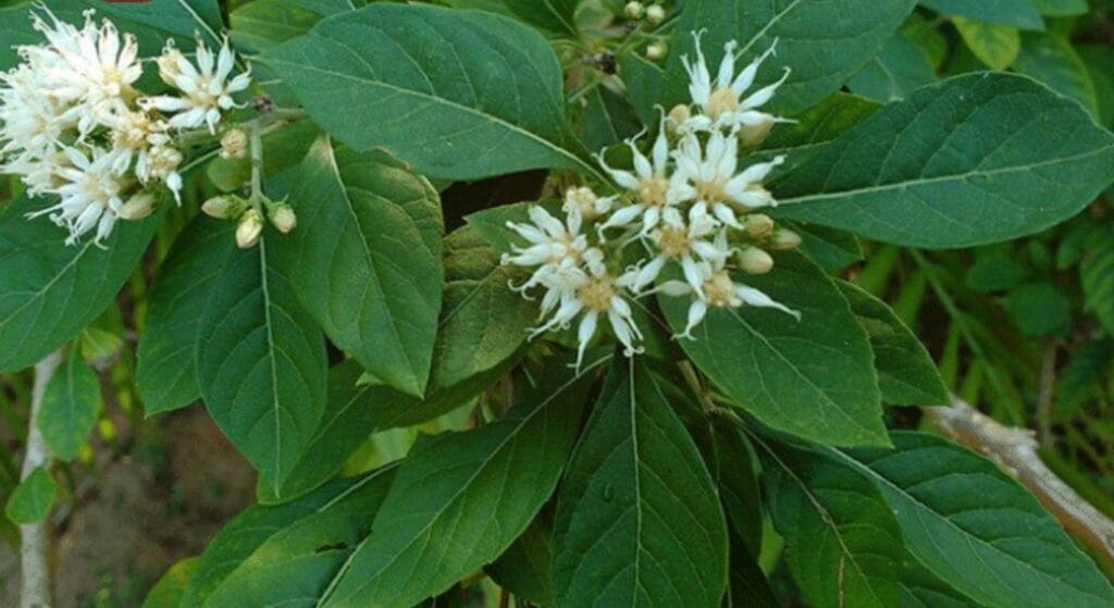 hình ảnh cây lá đắng