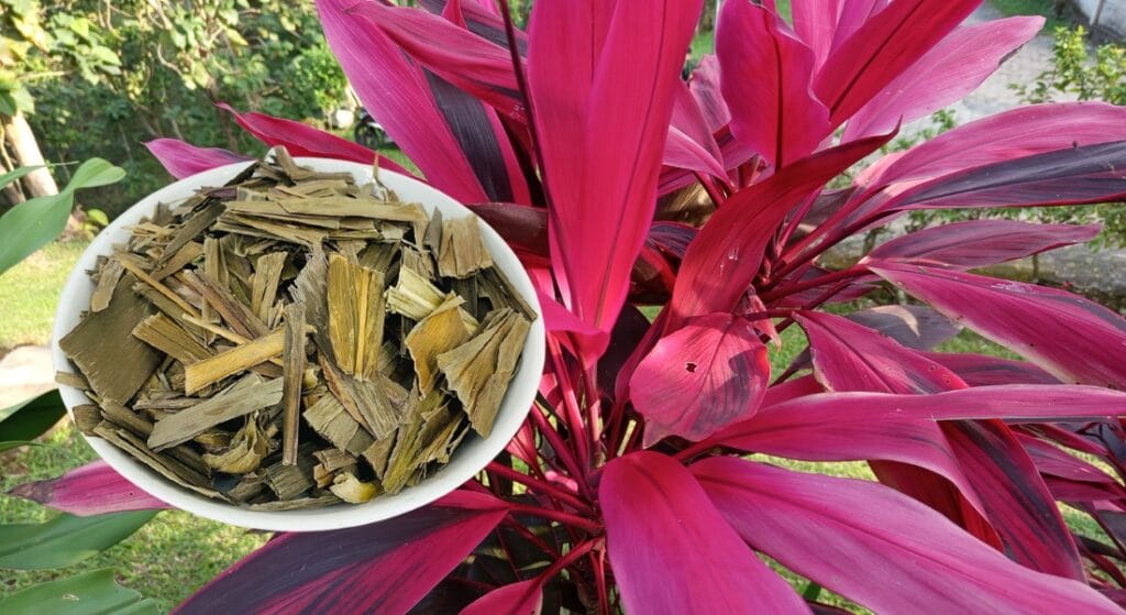 lá huyết dụ phơi khô