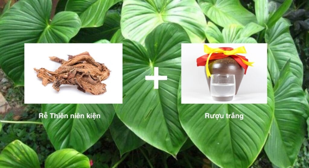 rượu thiên niên kiện