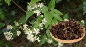 uy linh tiên có tác dụng gì