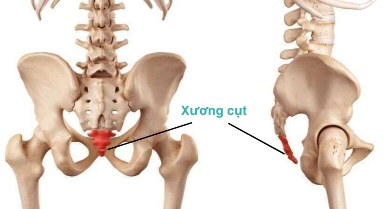 vị trí của xương cụt