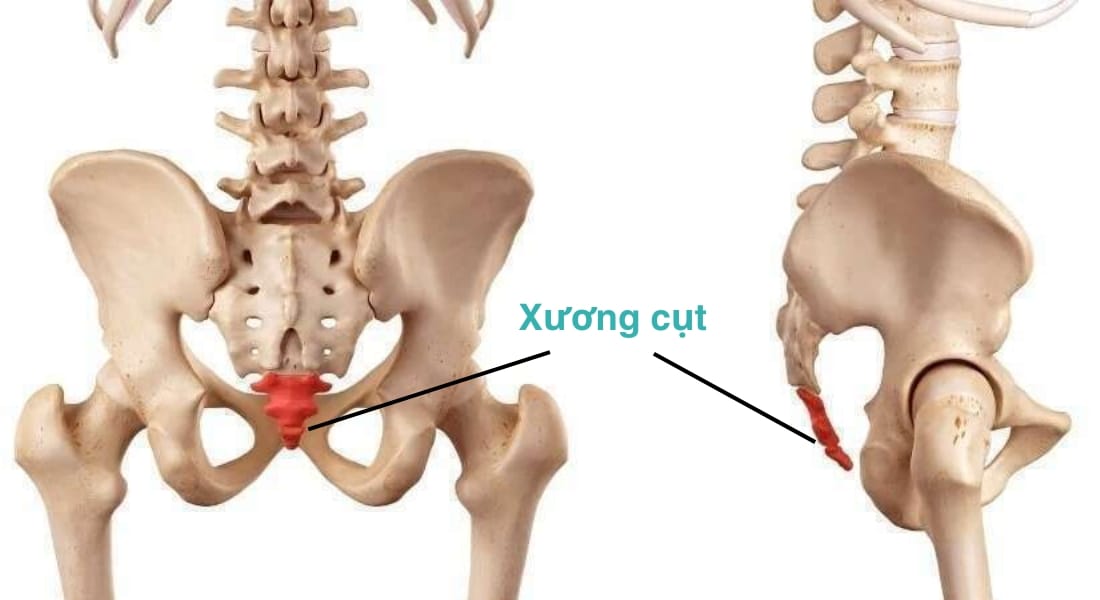vị trí của xương cụt