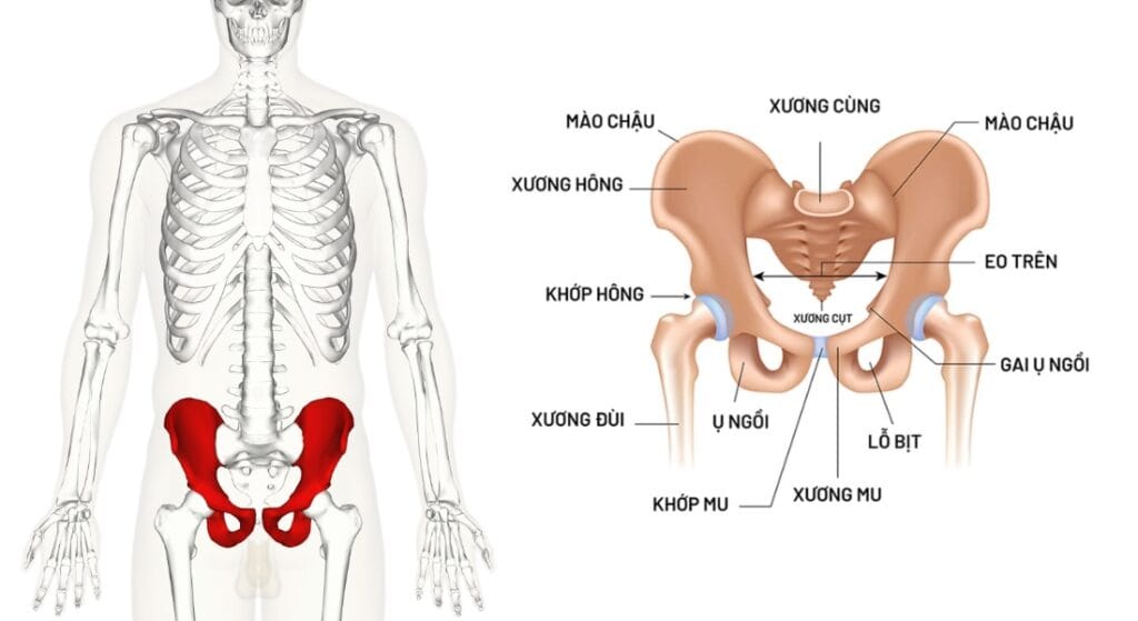 xương chậu nằm ở đâu