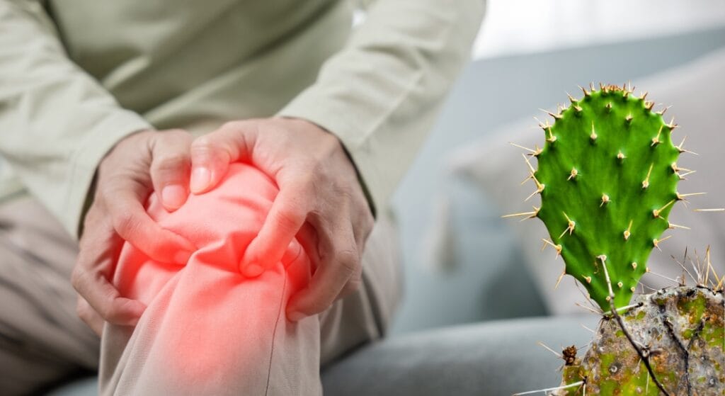 xương rồng giảm đau nhức xương khớp