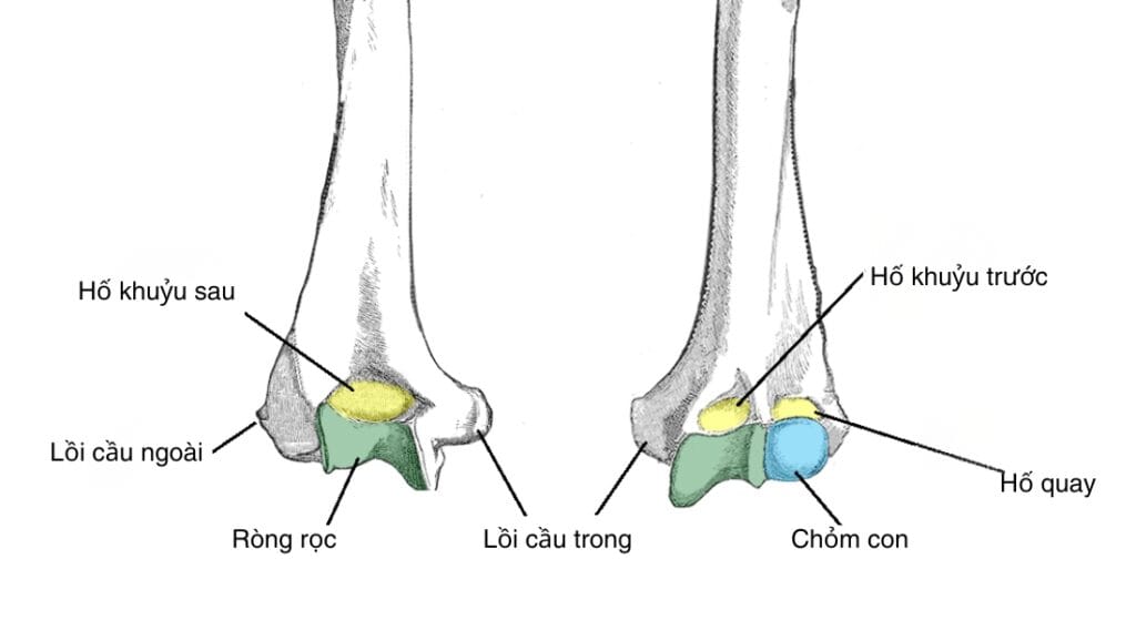 ĐẦU DƯỚI XƯƠNG CÁNH TAY
