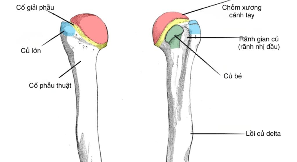 Đầu trên xương cánh tay