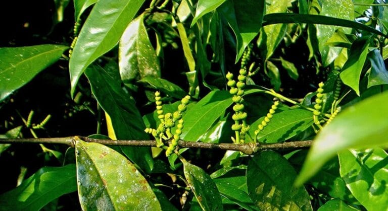 cây dây gắm có công dụng gì (1)