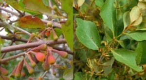 cây tang ký sinh có công dụng gì