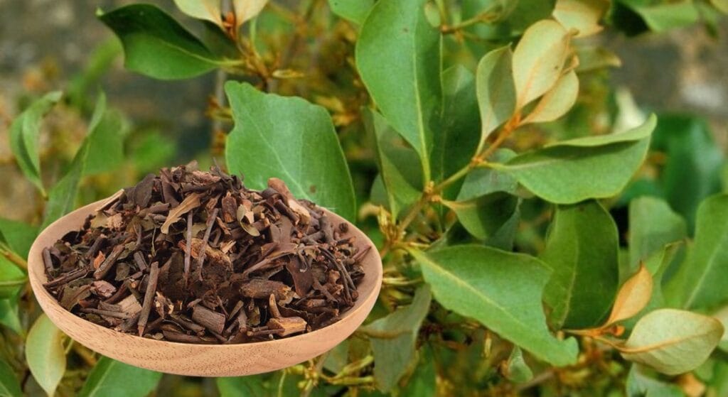 cây tang ký sinh khô