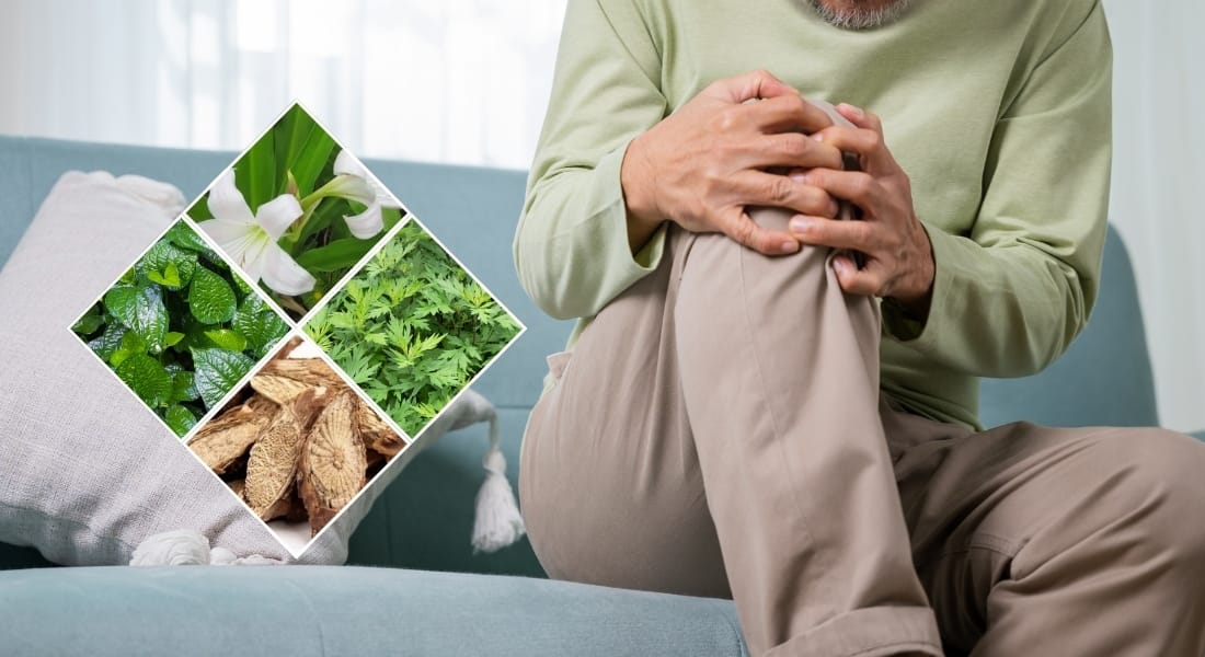 cây thuốc nam trị gai khớp gối