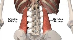 cơ vuông thắt lưng