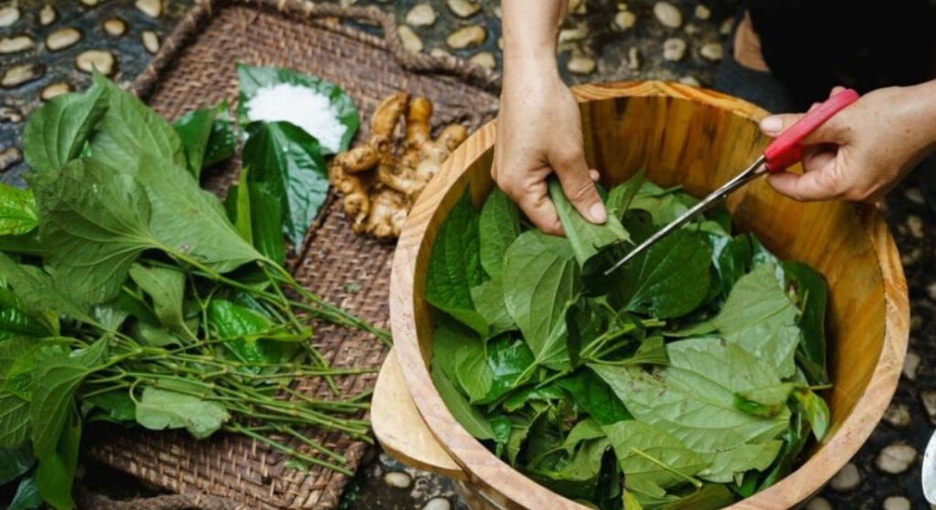 lá lốt trị gai khớp gối