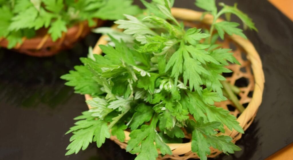 ngải cứu trị gai khớp gối