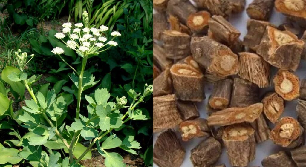 phòng phòng có tác dụng gì