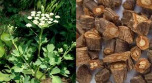 phòng phòng có tác dụng gì