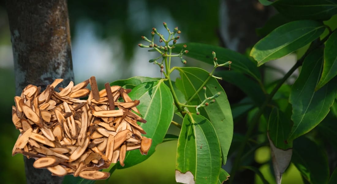 quế chi có tác dụng gì (1)