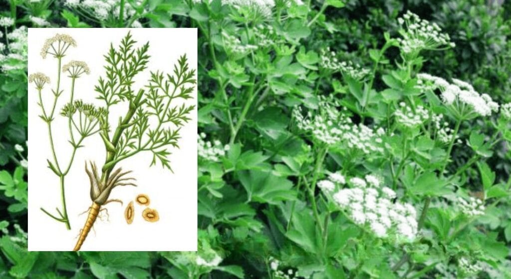 rễ cây phòng phòng