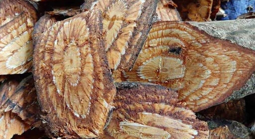 thân cây dây gắm