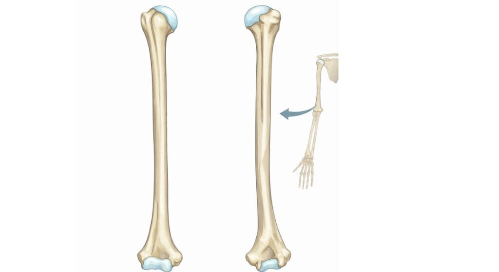 thân xương cánh tay