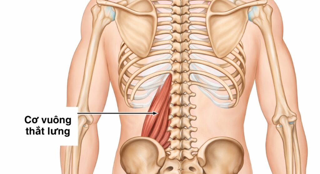 vị trí cơ vuông thắt lưng