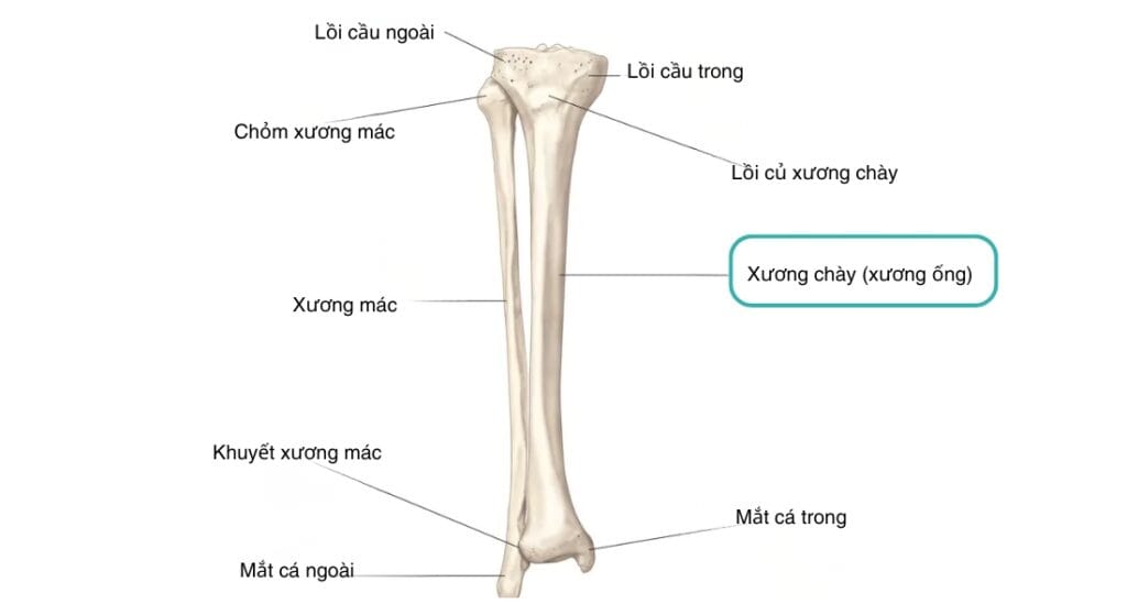vị trí xương ống chân (1)